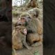 Best Monkey Animals Funny Monkeys at home Monkey Play Fighting Video #Shorts 601