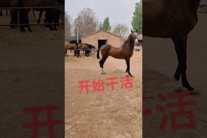 Best wild horses Mare revolutionizing young foals future stallions Horses Animals Video #Shorts 455