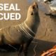 Big Seal RESCUED from 45 strands of fishing line
