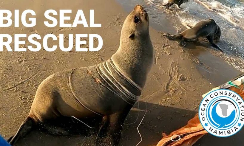 Big Seal RESCUED from 45 strands of fishing line