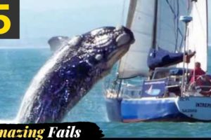 Big Whales Jumping Out of Water | Fails of The Week | In English In Urdu | Facts Forever