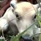 Búfalo bebé atrapado en un lugar estrecho solo quiere a su mamá | El Dodo