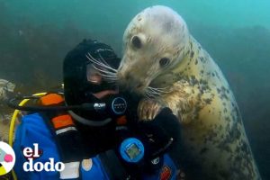 Buzo ha estado jugando con focas salvajes durante 20 años | El Dodo