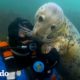 Buzo ha estado jugando con focas salvajes durante 20 años | El Dodo