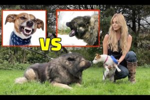 CAUCASIAN SHEPHERD Vs JACK RUSSELL DOG - Ultimate Guide to introducing tiny dogs to dominant breeds.