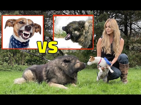 CAUCASIAN SHEPHERD Vs JACK RUSSELL DOG - Ultimate Guide to introducing tiny dogs to dominant breeds.