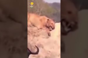 🔥 CRAZIEST ANIMAL FIGHTS CAUGHT ON CAMERA   LIONESS VS WATER BUFFALOS🧠 Quickie