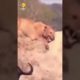 🔥 CRAZIEST ANIMAL FIGHTS CAUGHT ON CAMERA   LIONESS VS WATER BUFFALOS🧠 Quickie