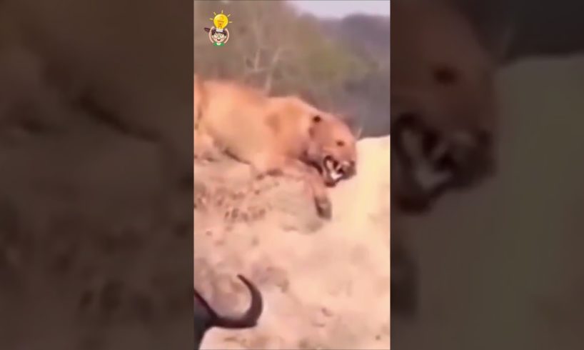 🔥 CRAZIEST ANIMAL FIGHTS CAUGHT ON CAMERA   LIONESS VS WATER BUFFALOS🧠 Quickie