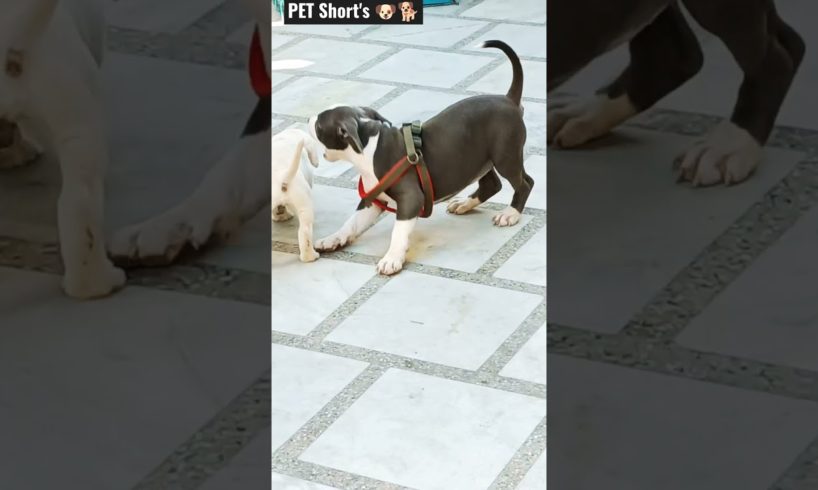 CUTE BABY LABra 🐕#pet Short's, PET lovers animals lover,bird lover,dogs lover's,cute dog, cute puppy