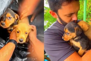 CUTE PUPPIES SURVIVED BECAUSE OF THIS BIKER  |  BEST OF THE WEEK 2021