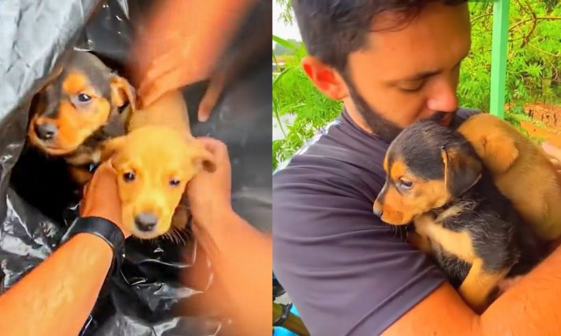 CUTE PUPPIES SURVIVED BECAUSE OF THIS BIKER  |  BEST OF THE WEEK 2021