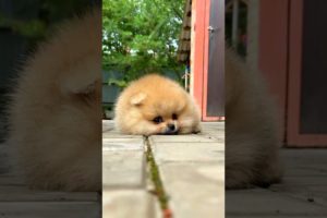 CUTE PUPPIES 🤩-cute & funny puppies videos compilation 2020