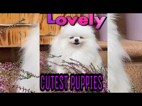 #CUTEST DOG # CUTEST PUPPIES #LOVELY DOG #SMART DOG #ROSETIPSCHANNEL #SHORTS