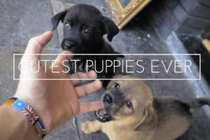 CUTEST PUPPIES EVER (VLOG 64)