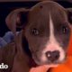 Cachorro abandonado en una canasta persigue a su hermana rottweiler ahora | Puro Pitbull | El Dodo
