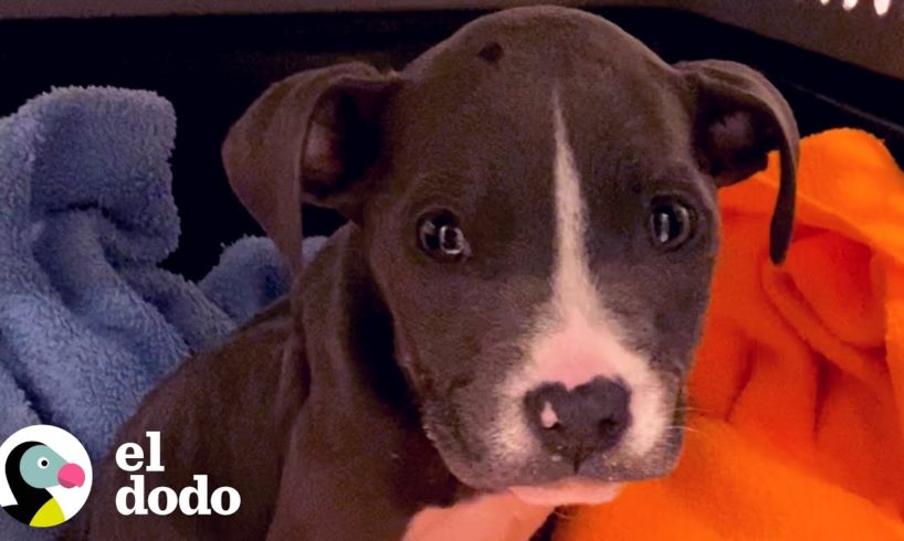 Cachorro abandonado en una canasta persigue a su hermana rottweiler ahora | Puro Pitbull | El Dodo