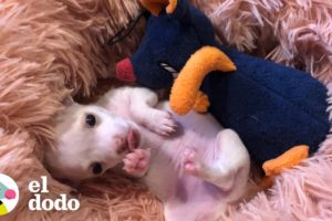 Cachorro prematuro le encanta gruñir a su juguete favorito | El Dodo