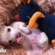 Cachorro prematuro le encanta gruñir a su juguete favorito | El Dodo