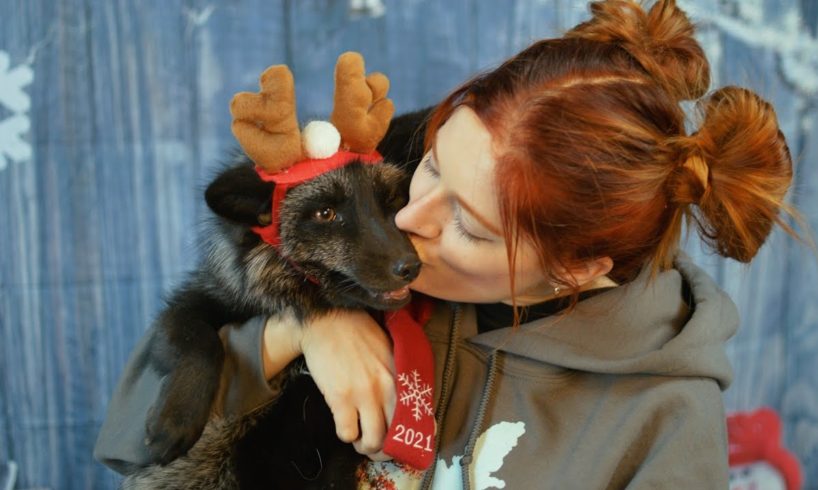Christmas gifts for the Saveafox animals! 🎄🎁🎅
