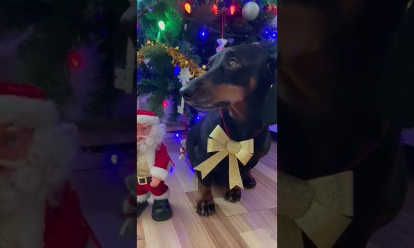 #Christmas2022 #puppy #puppies #dog #funny #cuteanimals #dogs #funnydogs #cute #cutepuppies #Shorts