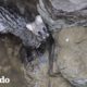 Civeta asustada es rescatada de un pozo I El Dodo
