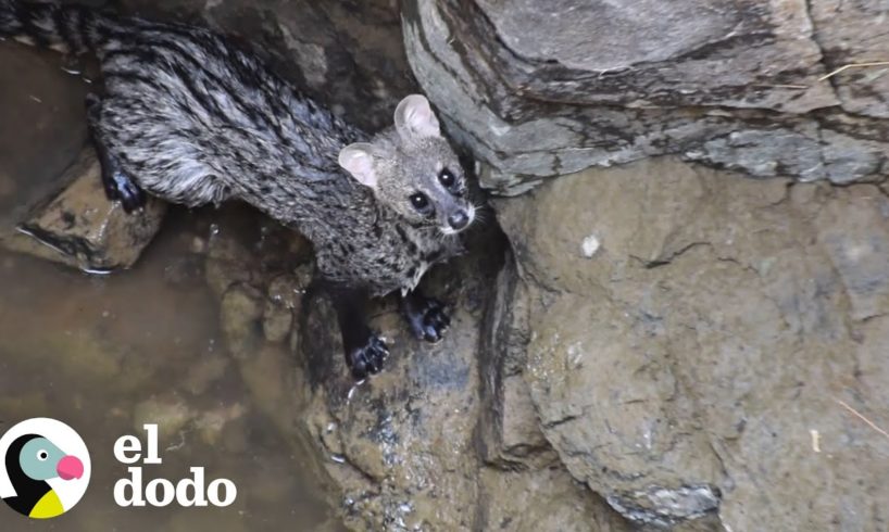 Civeta asustada es rescatada de un pozo I El Dodo