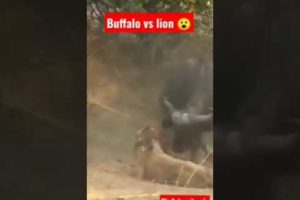 Classic wild animal fights