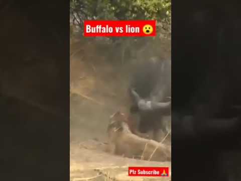 Classic wild animal fights