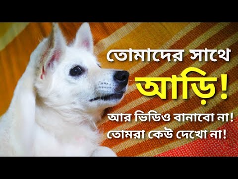 Coco getting sad! | Funniest & Cutest Puppies | Cute Dog videos | Funny Dog videos | Coco