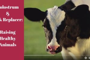 Colostrum & Milk Replacers: Raising Healthy Animals