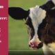 Colostrum & Milk Replacers: Raising Healthy Animals