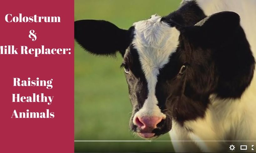 Colostrum & Milk Replacers: Raising Healthy Animals