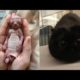 Compilation of the cutest versions of baby animals-cats and dogs-5 #cats #cute #funny #animals