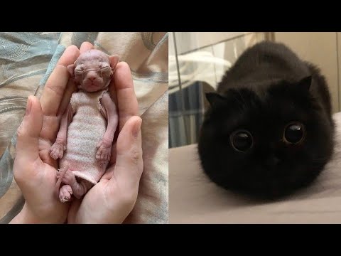 Compilation of the cutest versions of baby animals-cats and dogs-5 #cats #cute #funny #animals