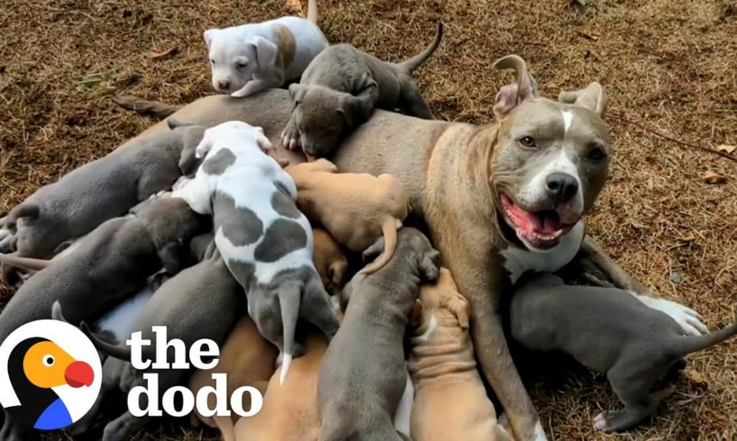 Couple Has No Idea Their Foster Dog Is Pregnant With Tons Of Puppies | The Dodo Foster Diaries