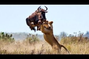 Craziest Wild Animal Fights | Animal Fighting | Crazy Animal |Animal Fight Compilation