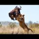 Craziest Wild Animal Fights | Animal Fighting | Crazy Animal |Animal Fight Compilation