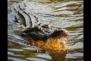 Crocodile conflict | animal fights | animal attack | animal worlds