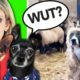 Cute Animals on Tik Tok That Will Make You Laugh