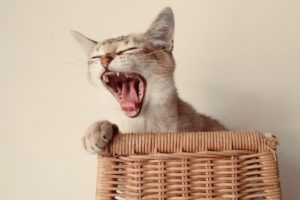 Cute Cat Playing Funny Videos 2022 | Animals Folder #1