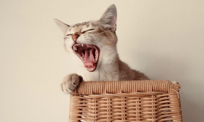 Cute Cat Playing Funny Videos 2022 | Animals Folder #1