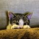 Cute Cat Playing Funny Videos 2022 | Animals Folder