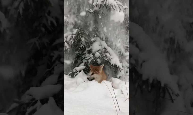 Cute Dog playing with snow ❄️ 🐶 | #Short #Dog #Snow | animals lover video