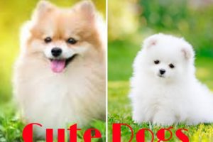 Cute Dogs 🔴 | Dogs Playing | Dog Videos | Best Dogs Videos | Pet Lover❤️| Animal Lovers | funny Dogs
