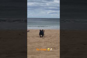Cute Frenchies - Ultimate Cutest PUPPIES Frenchie Dogs🥰 #Frenchie #Shorts #FunnyDogs