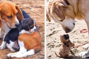 🐶Cute Puppies Doing Funny Things 2021🐶 #10 Cutest Dogs