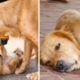🐶Cute Puppies Doing Funny Things 2021🐶 #14 Cutest Dogs
