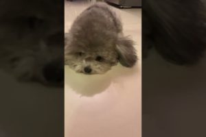 Cute Puppies Doing Funny Things, Cutest Puppies in Tiktok 2022 #Short2967