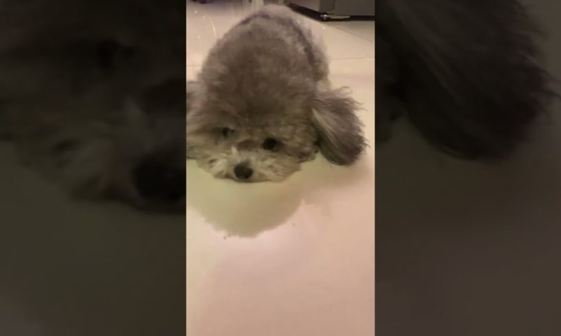 Cute Puppies Doing Funny Things, Cutest Puppies in Tiktok 2022 #Short2967
